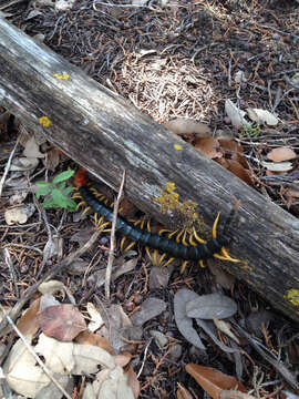 Image of Giant Redheaded Centipede