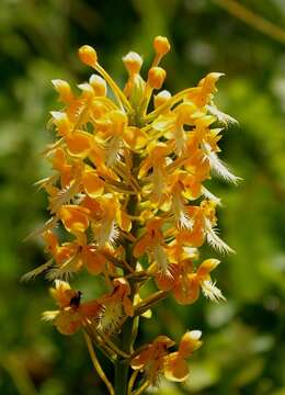 Image of fringed orchid