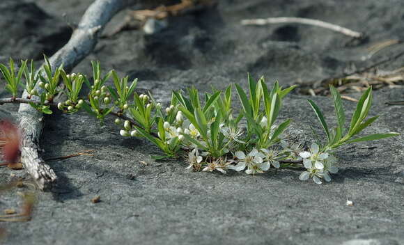 Image of <i>Prunus pumila</i> var. <i>depressa</i>