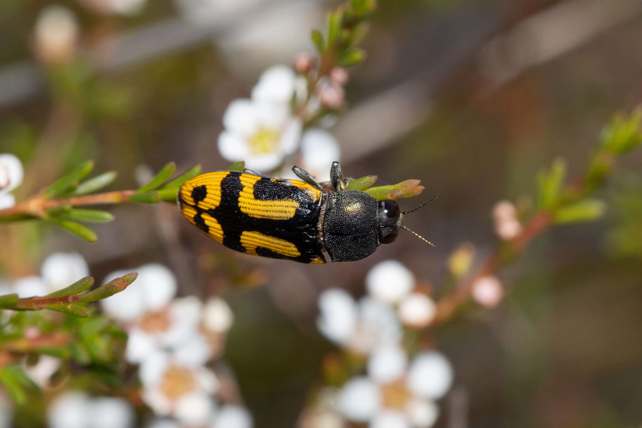 Image of Castiarina anchoralis (Gory & Laporte 1838)