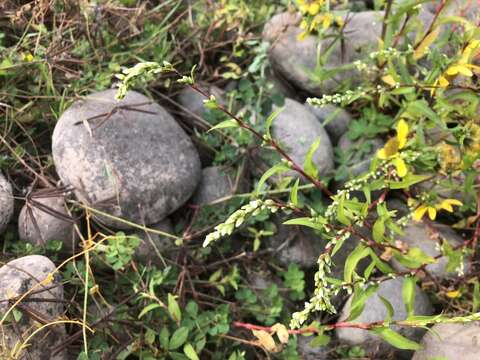 Image of Water-pepper