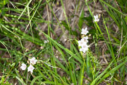 صورة Linum tenuifolium L.