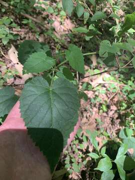 Imagem de Tragia cordata Michx.