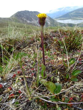 Image of Arctic Squaw-Weed