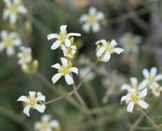 Image of Ferris' sandwort