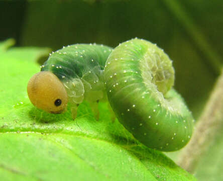 Image of Curled rose sawfly