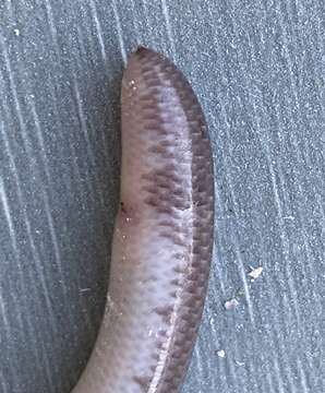 Image of Southern Blind Snake