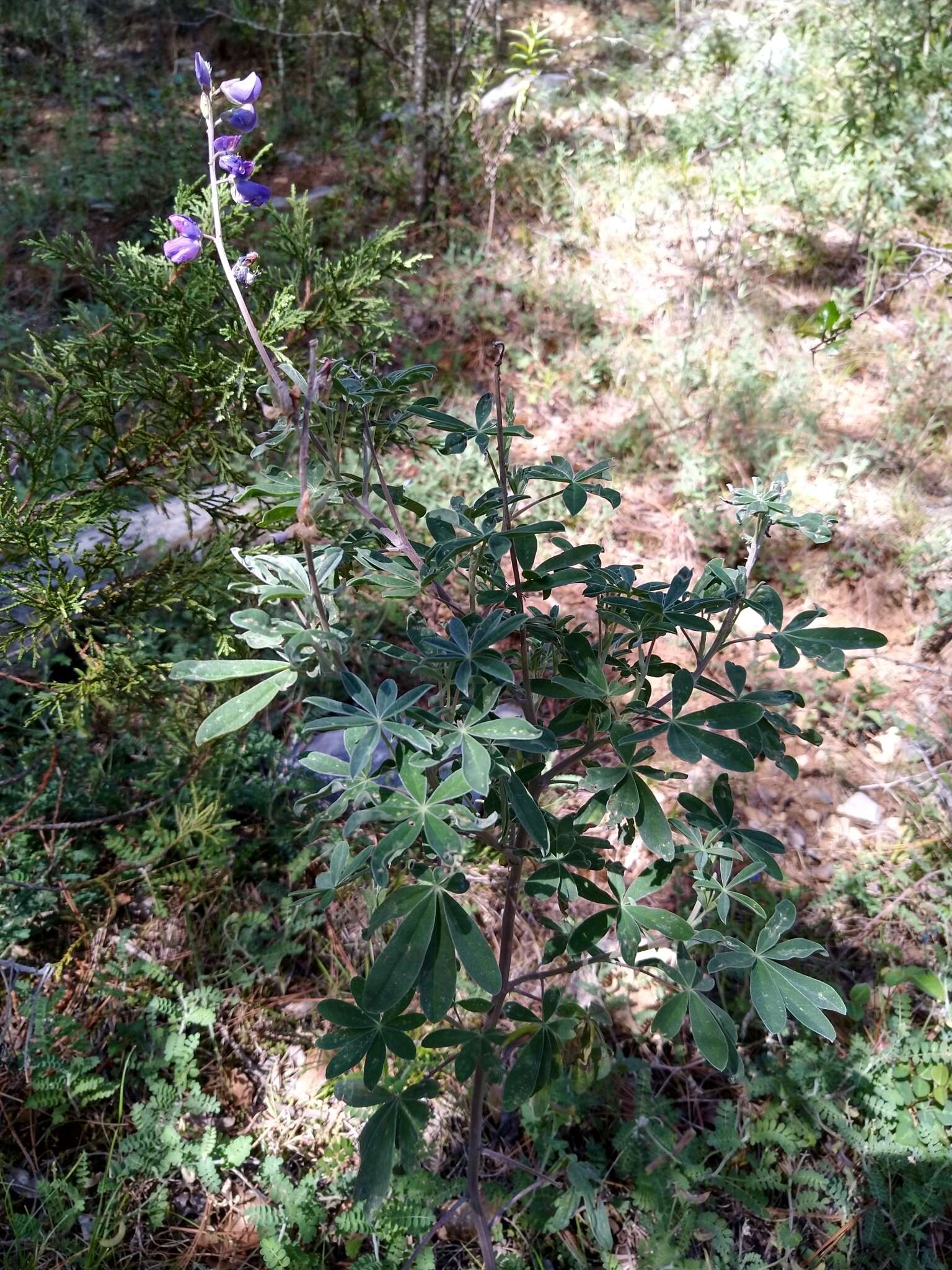 Image of <i>Lupinus caballoanus</i>