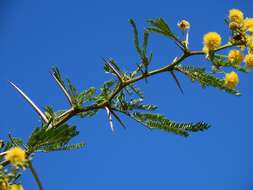 Sivun Vachellia kosiensis (P. P. Sw. ex Coates Palgr.) Kyal. & Boatwr. kuva