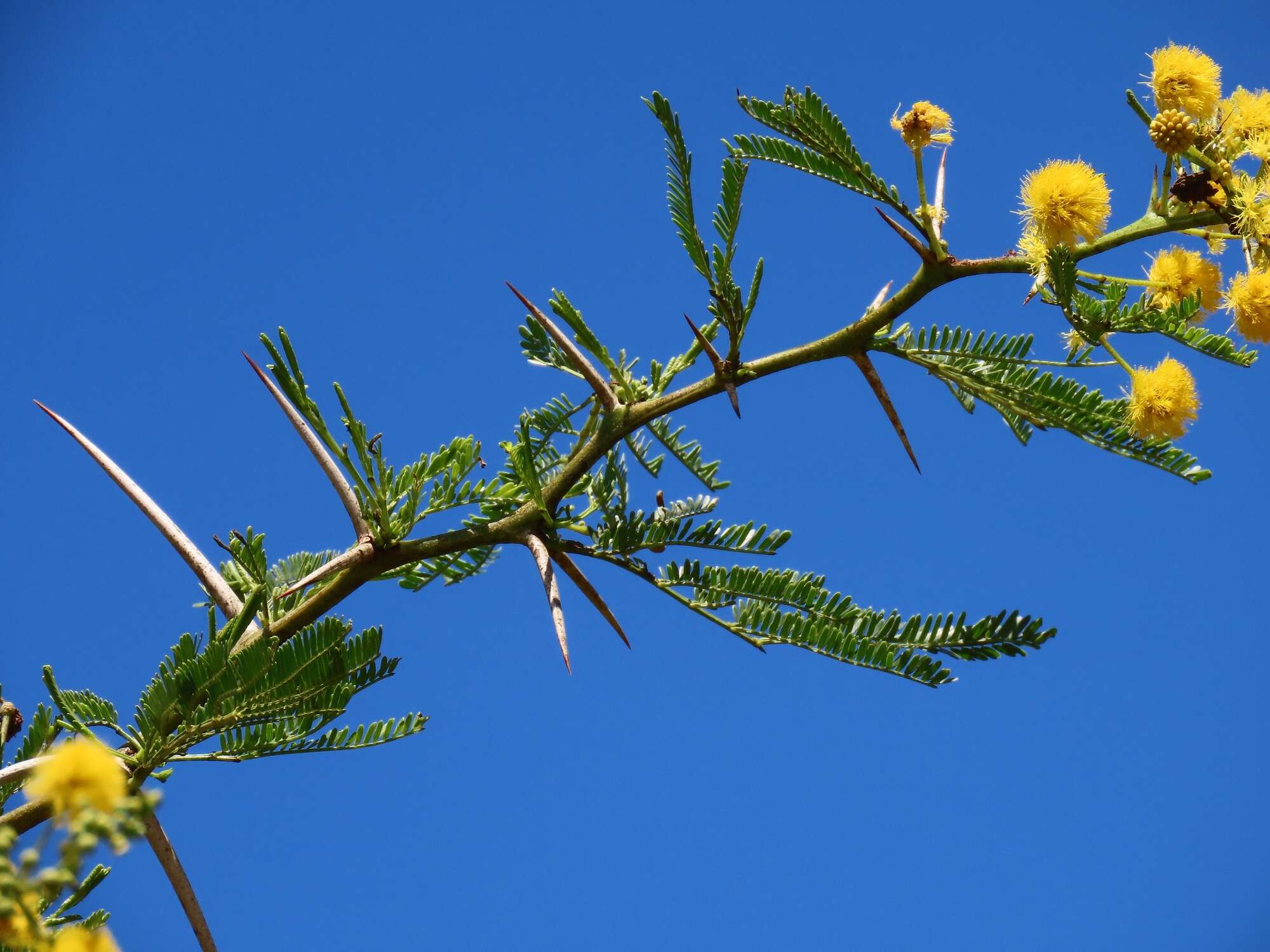 Sivun Vachellia kosiensis (P. P. Sw. ex Coates Palgr.) Kyal. & Boatwr. kuva