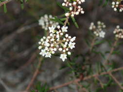 Platysace ericoides (Sieb. ex DC.) C. Norman resmi