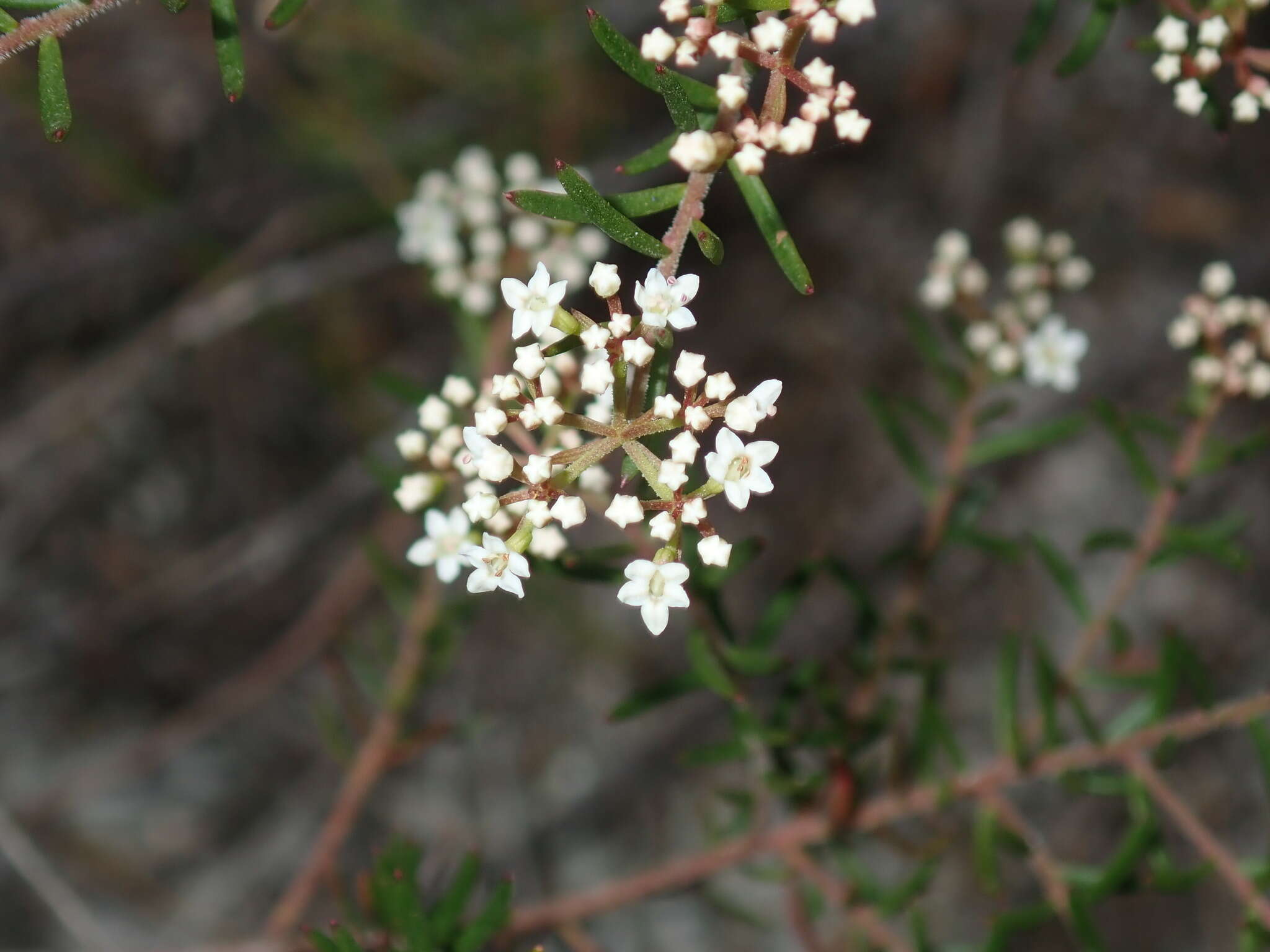 Image of Platysace ericoides (Sieb. ex DC.) C. Norman