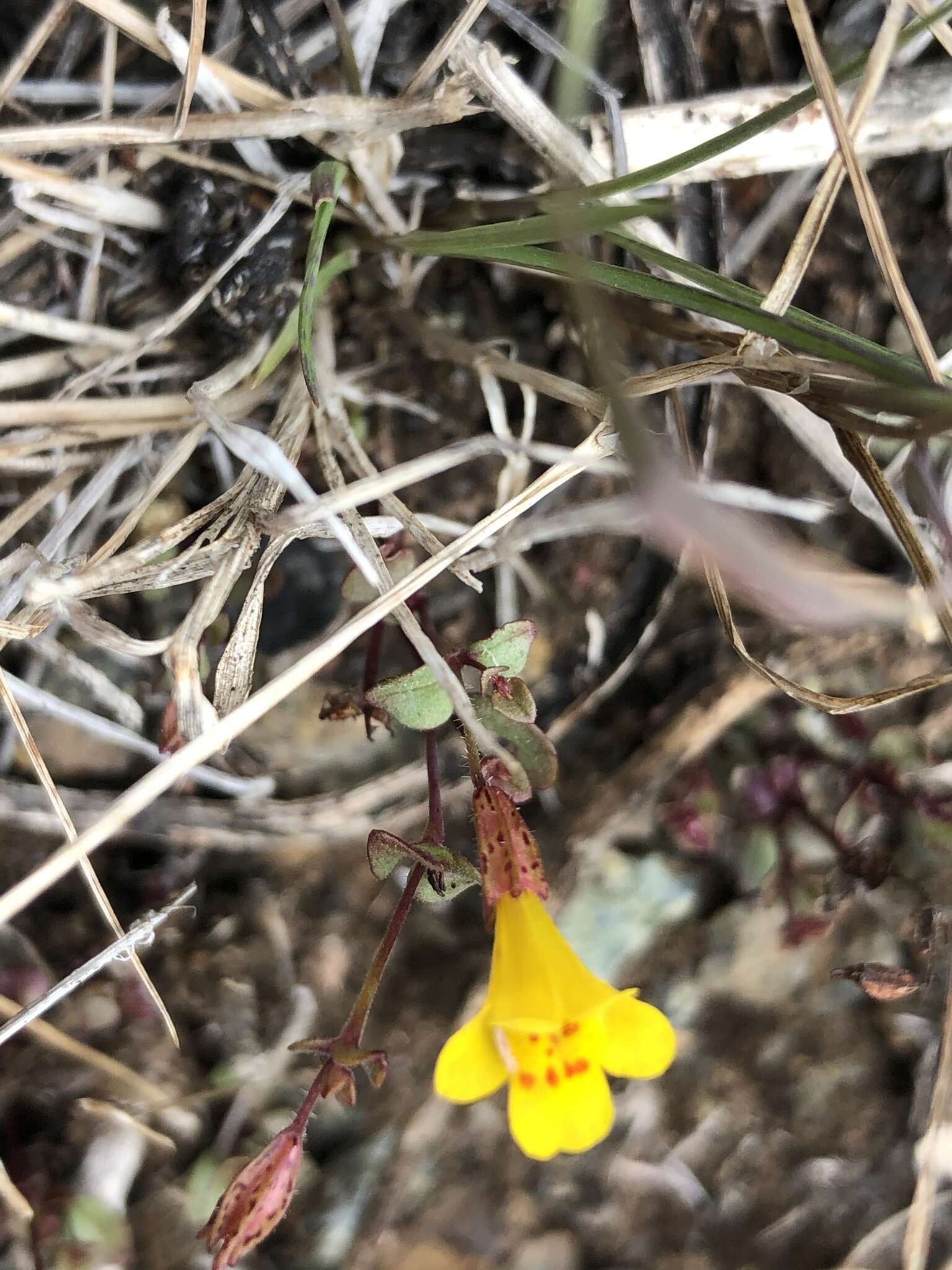 Image of Erythranthe serpentinicola