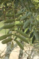 <i>Andira taurotesticulata</i>的圖片