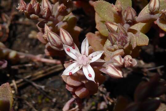 Sivun Sedum eriocarpum Sibth. & Sm. kuva