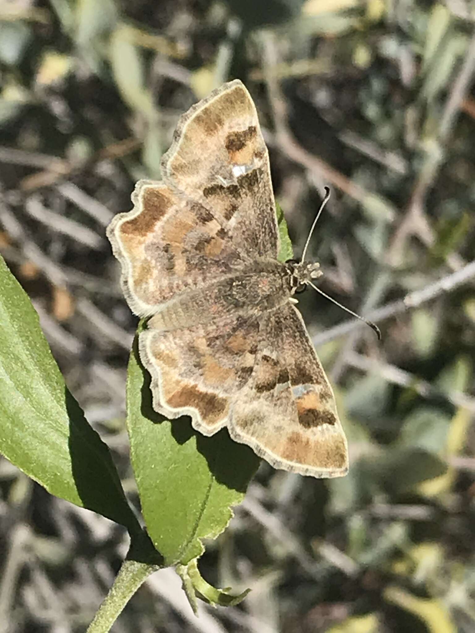 Image of Arizona Powdered-Skipper