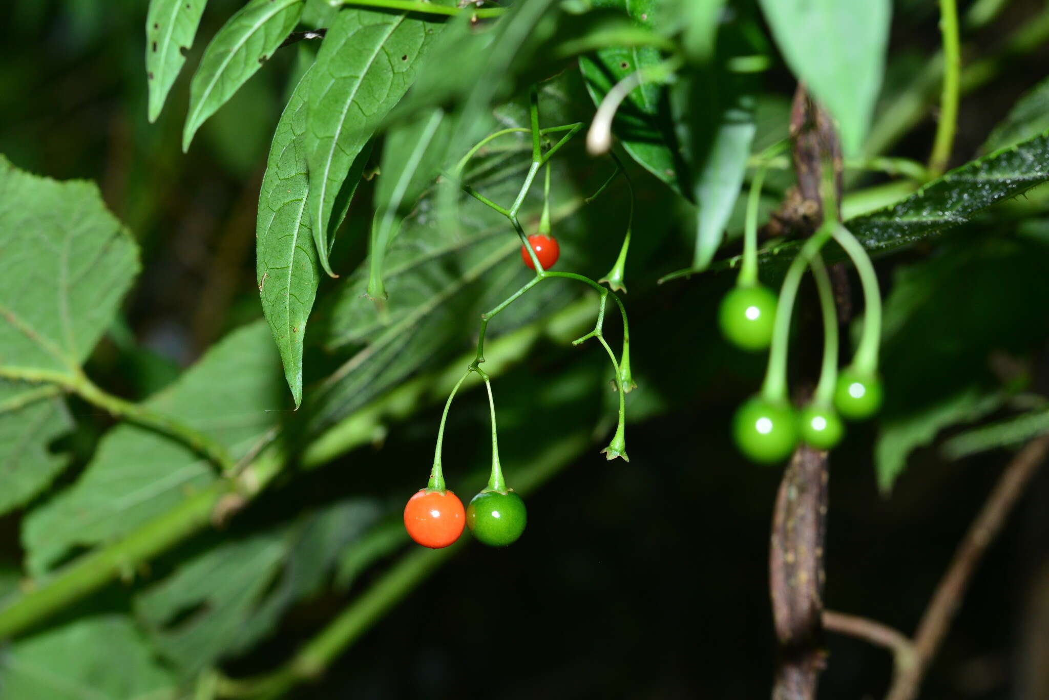 Слика од Solanum pittosporifolium Hemsl.