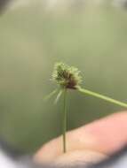 Imagem de Cyperus hystricoides (B. Nord.) Bauters