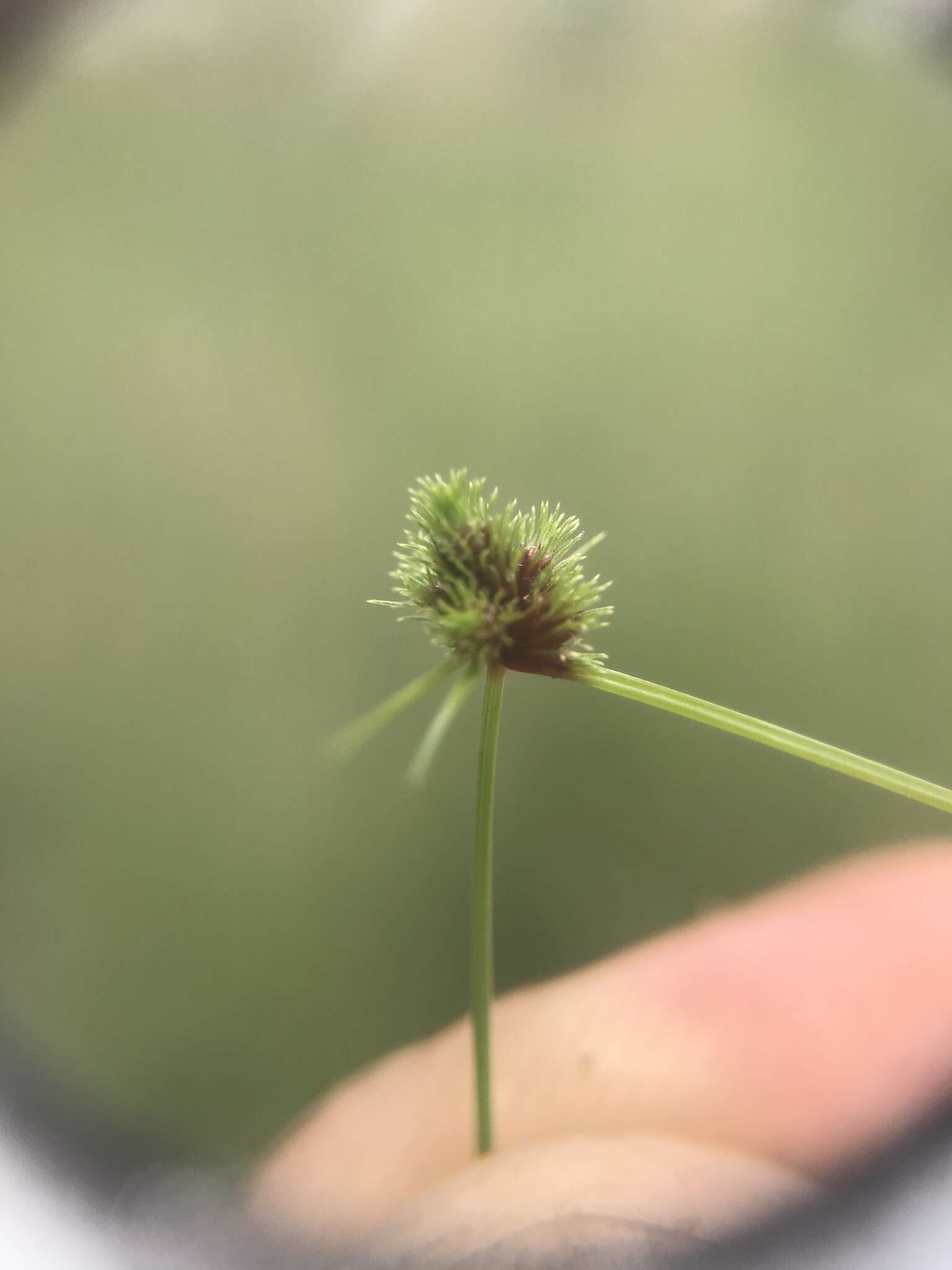 Sivun Cyperus hystricoides (B. Nord.) Bauters kuva