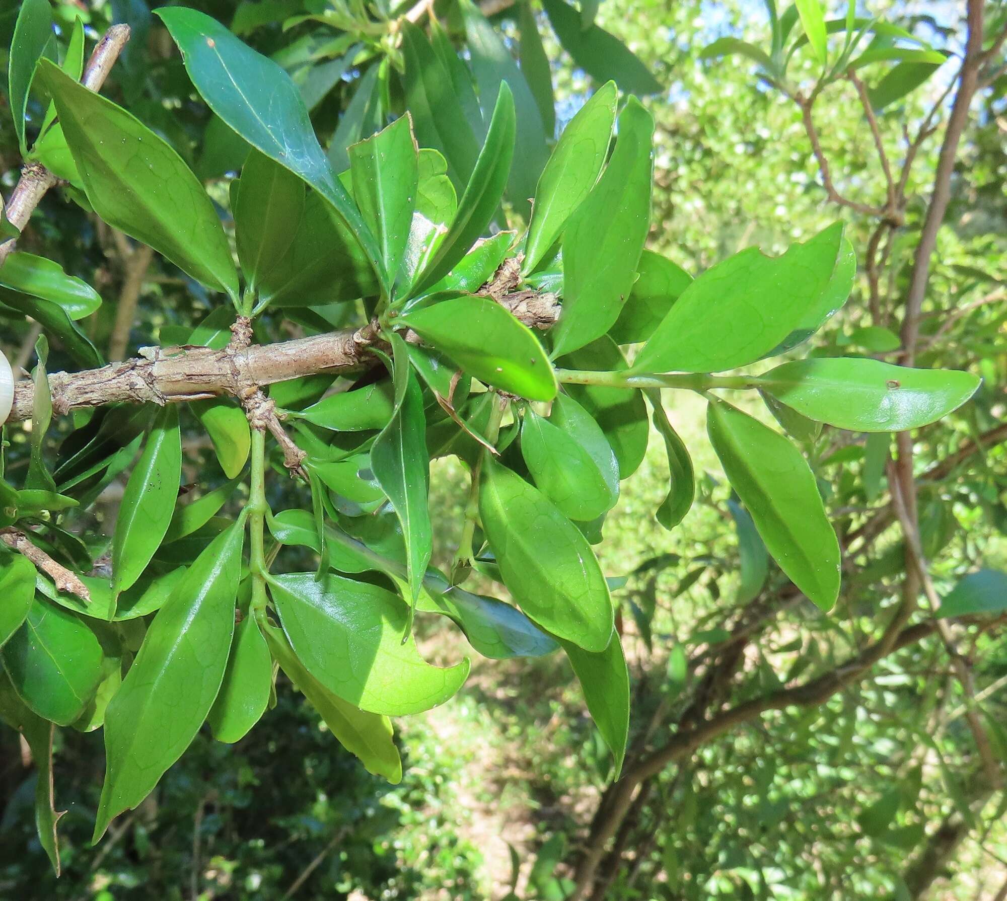 Image de Coffea racemosa Lour.