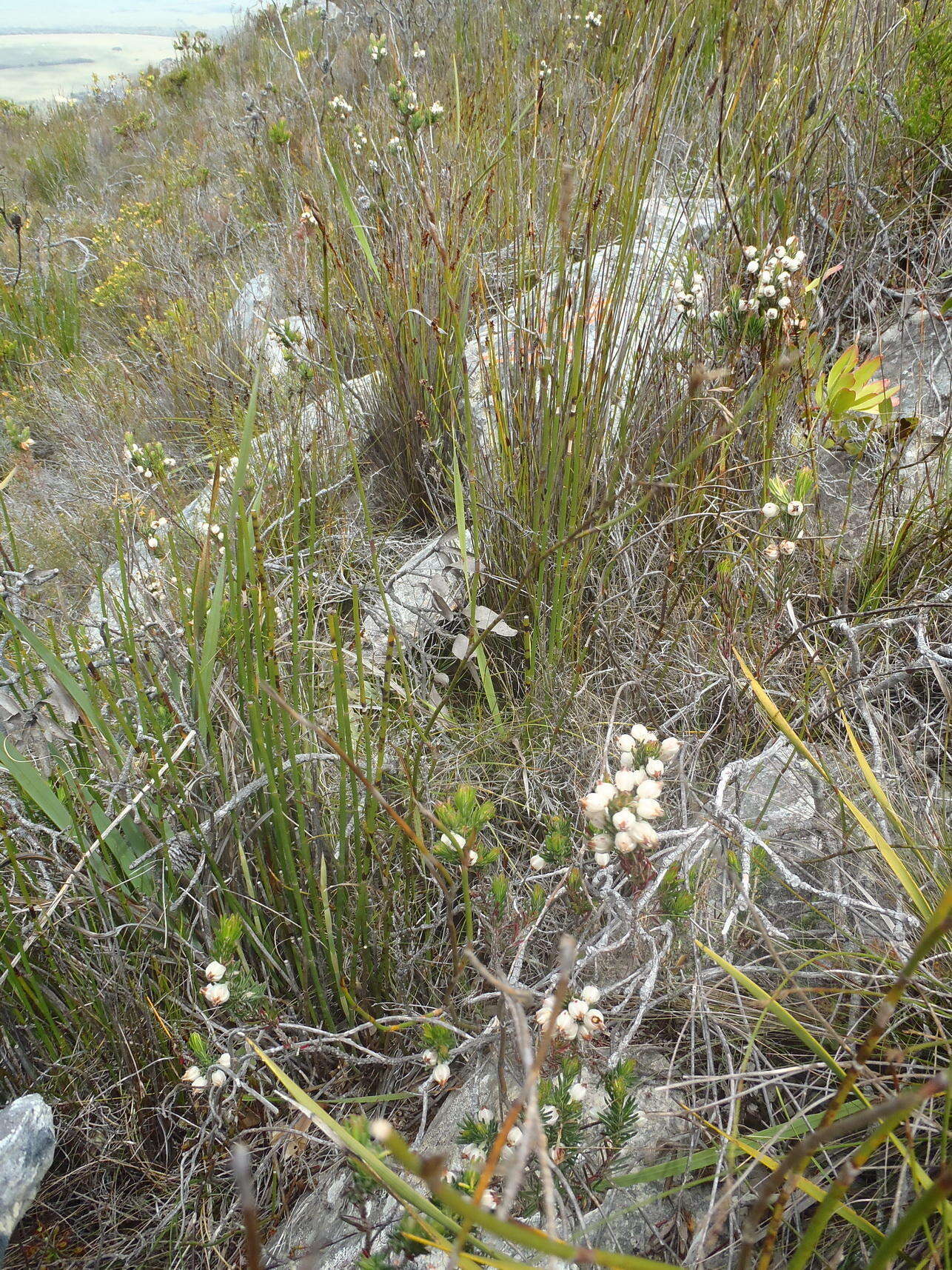 Image of Erica grisbrookii Guthrie & Bolus