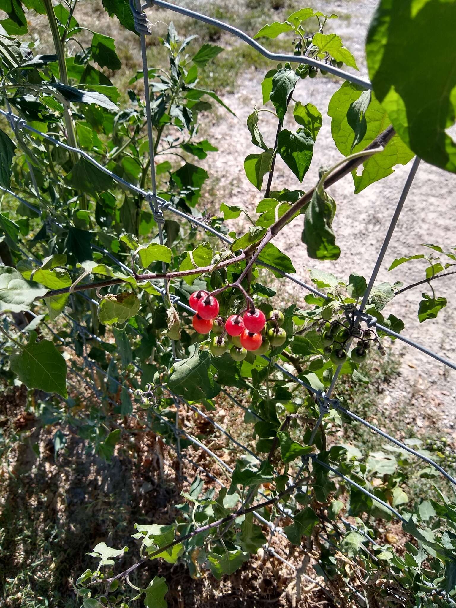 Imagem de Solanum dulcamara var. dulcamara