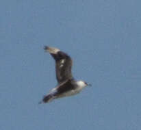 Image of Arctic Skua