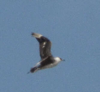 Image of Arctic Skua