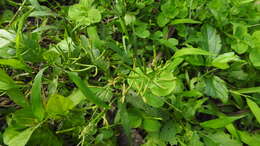 صورة Rorippa indica (L.) Hiern