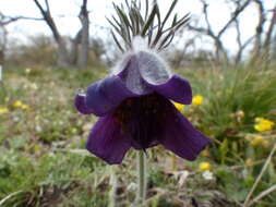 Image of Pulsatilla pratensis subsp. hungarica Soó