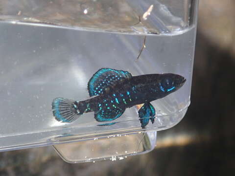 Image of Okefenokee Pygmy Sunfish