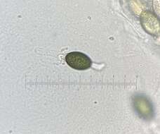 Image of Podospora collapsa (Griffiths) Cain 1962