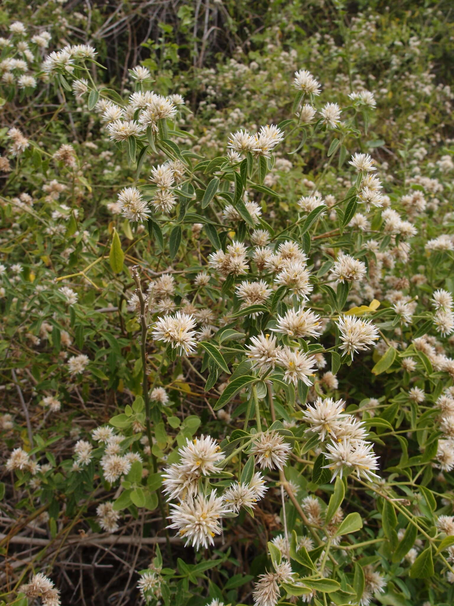 Image de Alternanthera echinocephala (Hook. fil.) Christopherson