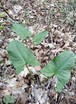 Image of Arum besserianum Schott