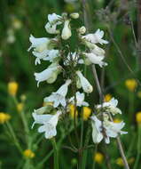 Image of talus slope penstemon