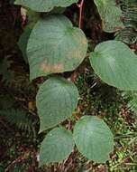 Image of Actinidia chinensis var. setosa H. L. Li