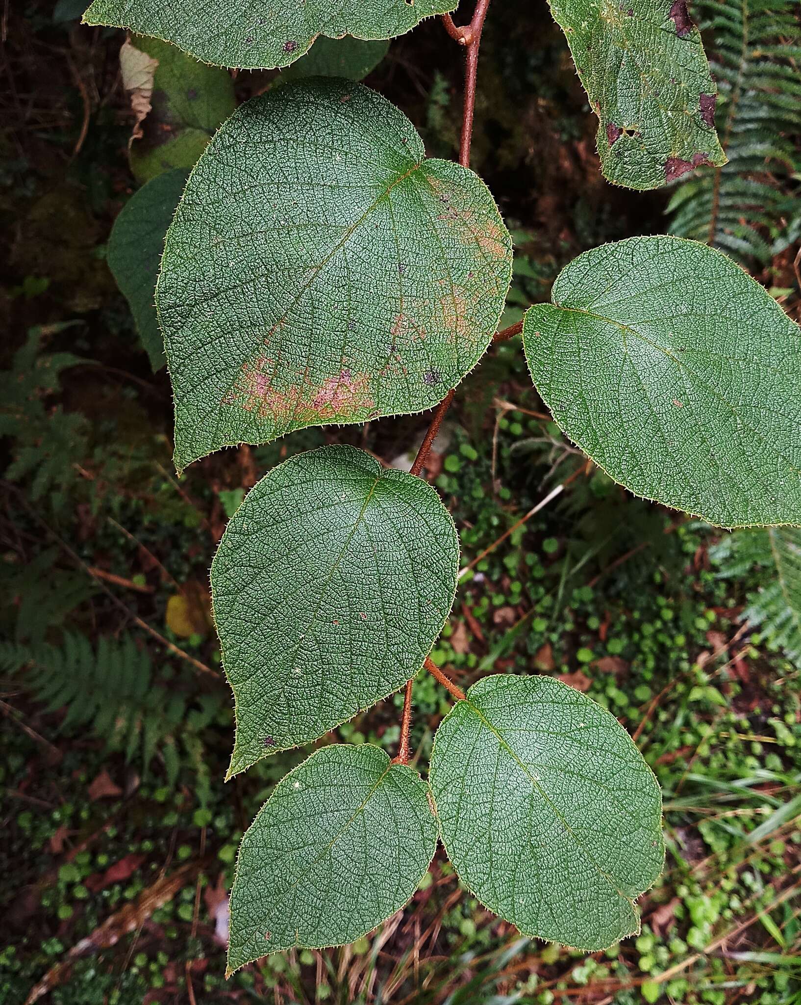 Image of Actinidia chinensis var. setosa H. L. Li