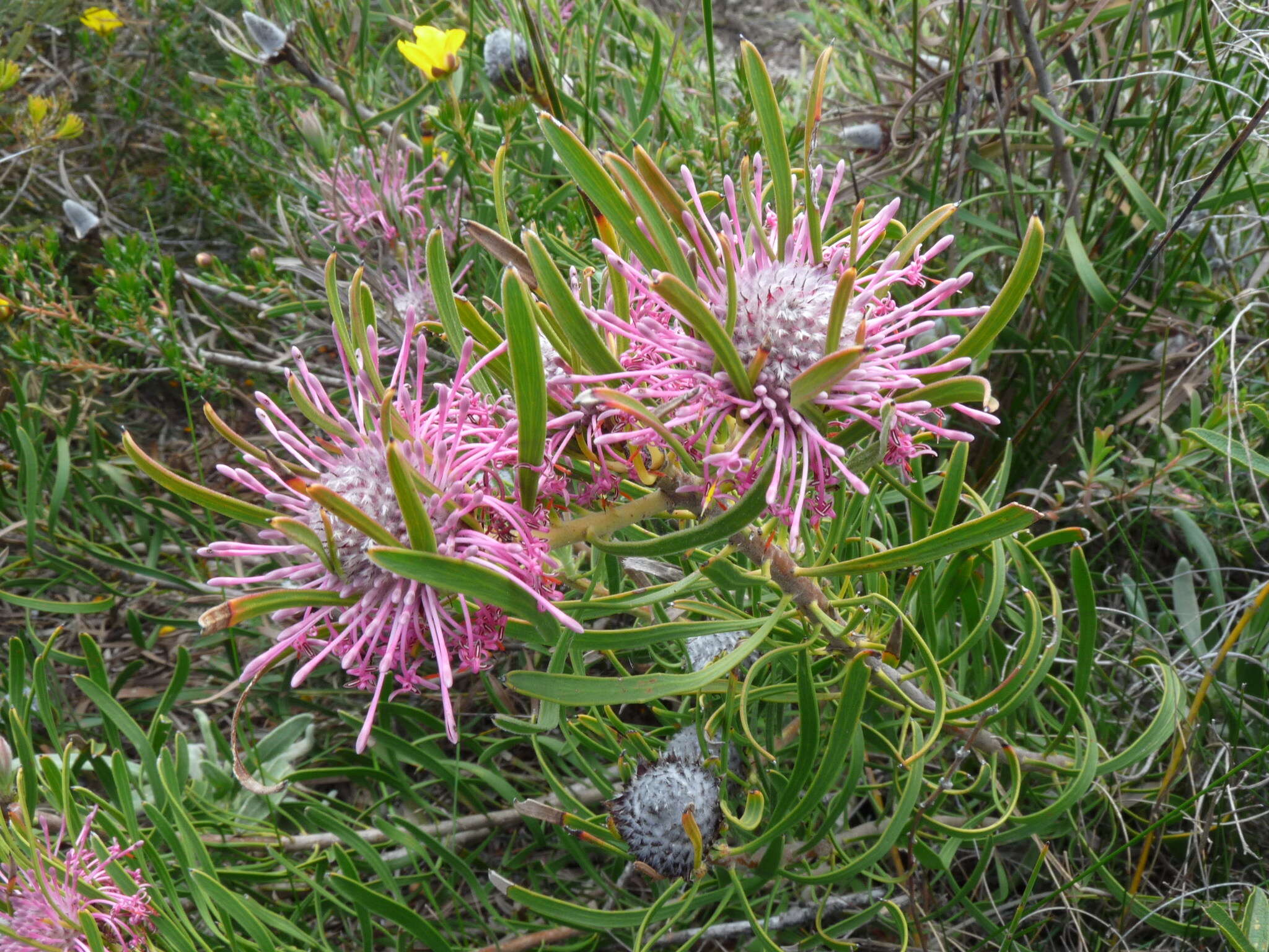 Image of Isopogon linearis Meissn.