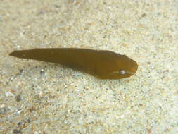 Image of Slender clingfish