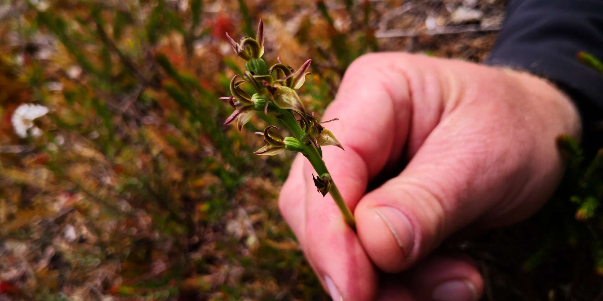 Imagem de Prasophyllum atratum D. L. Jones