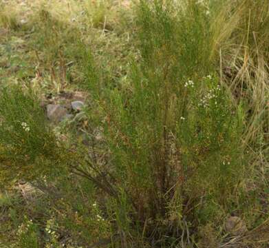 Image of Baccharis bolivensis (Wedd.) Cabrera