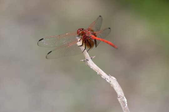 Слика од Dythemis rufinervis (Burmeister 1839)