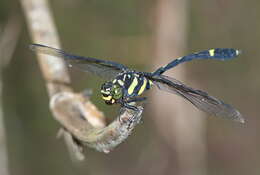 صورة Gomphidictinus perakensis (Laidlaw 1902)