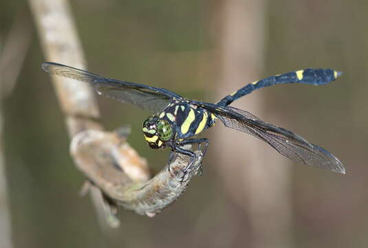 صورة Gomphidictinus Fraser 1942