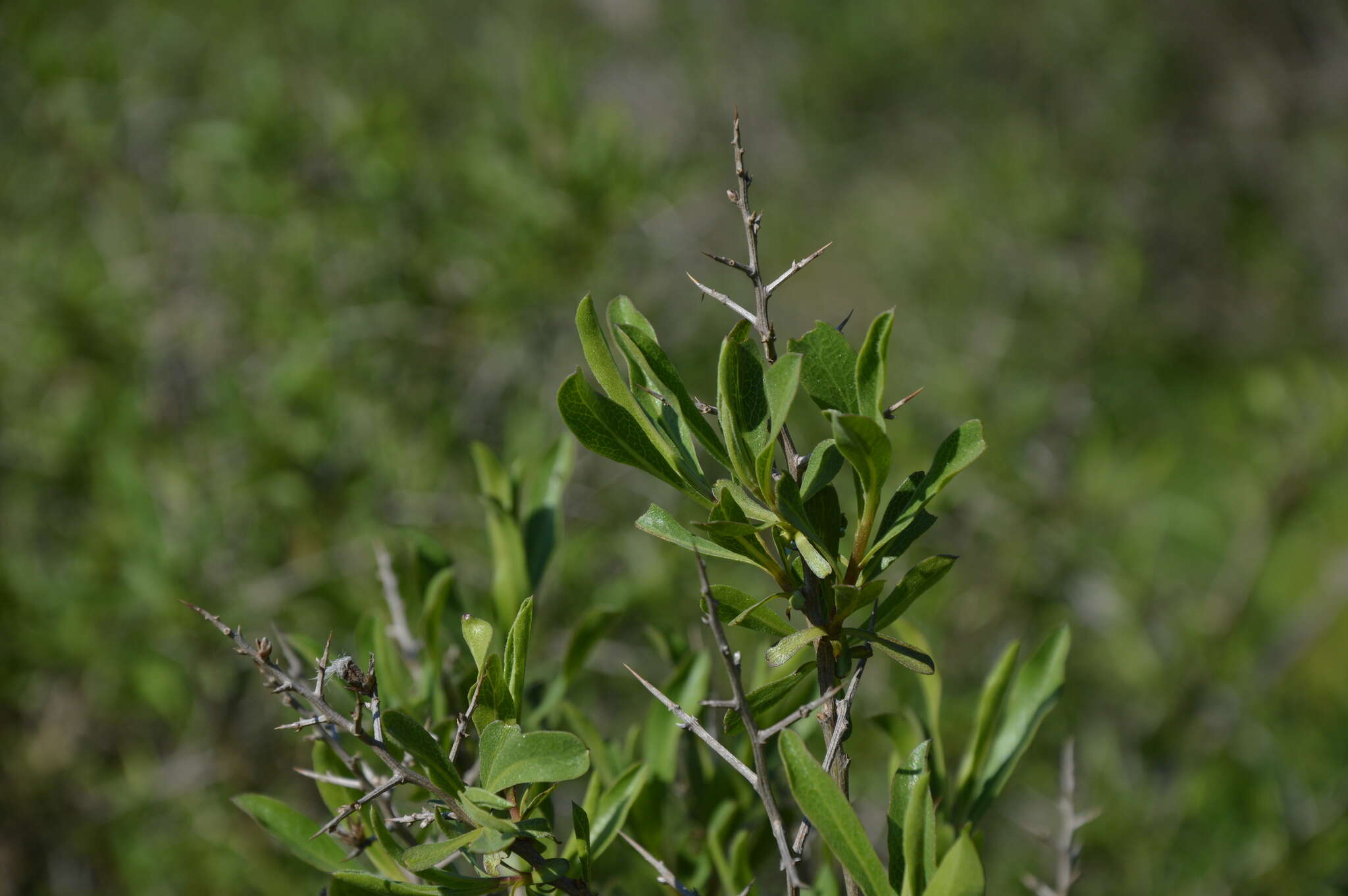 Image de Proustia cuneifolia D. Don