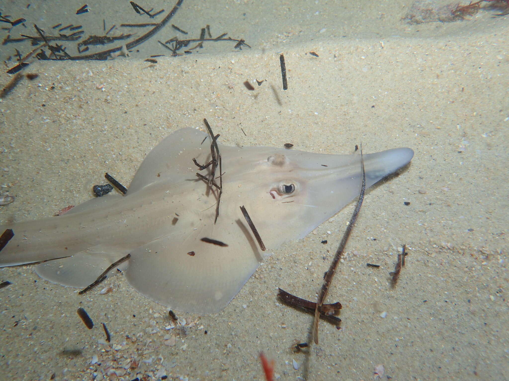 Image of Guitarfish