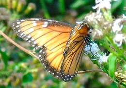 Image of Danaus (Anosia) eresimus subsp. montezuma Talbot 1943