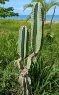 Image de Cereus hexagonus (L.) Mill.