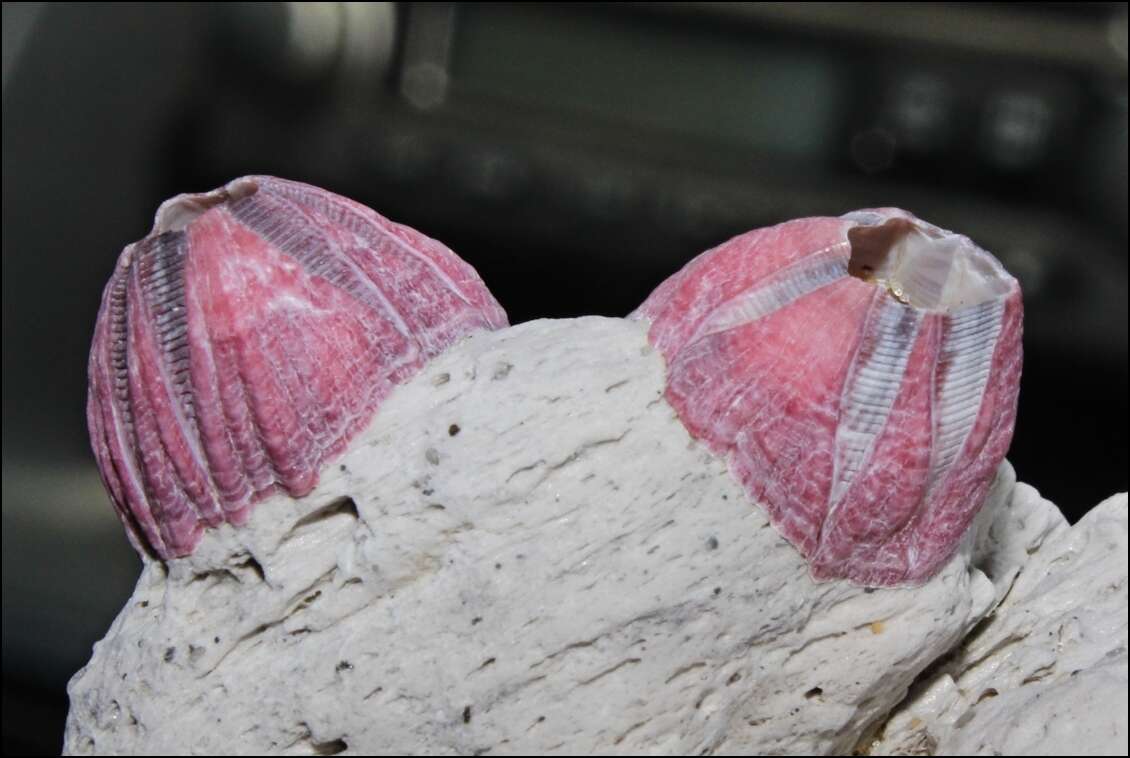 Image of titan acorn barnacle