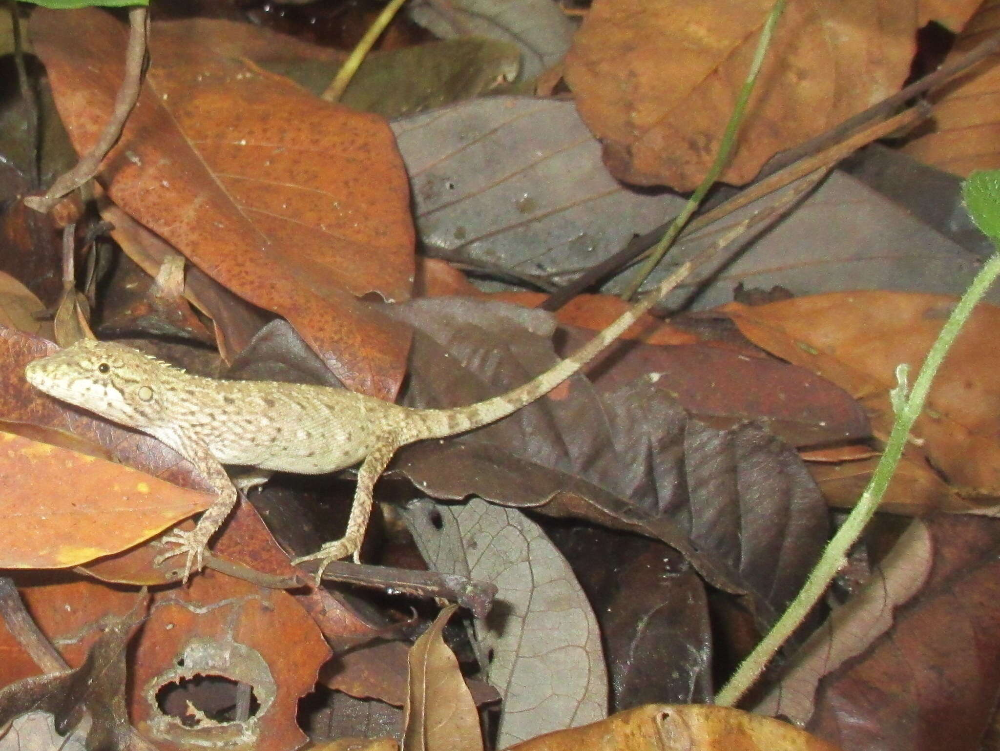 Pseudocalotes microlepis (Boulenger 1888) resmi